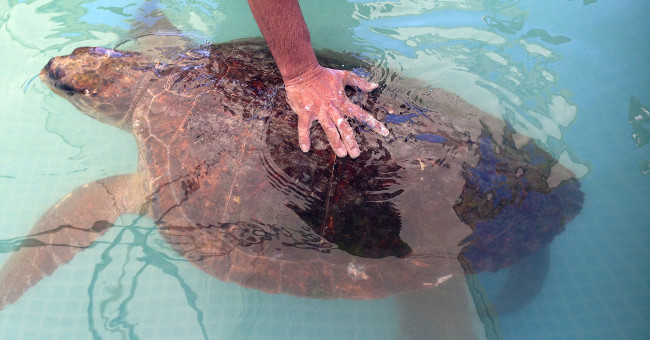 Rescuing sea turtles was broken by humans