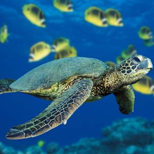 Rescuing Vietnamese sea turtles