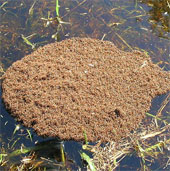 Research fire ant behavior to develop rescue robots, waterproofing materials