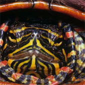 Research gene turtle to treat cardiovascular disease