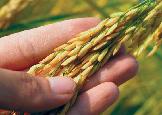 Research high yielding seeds