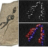 Research new fossils