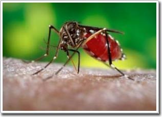 Research new mosquito killing methods