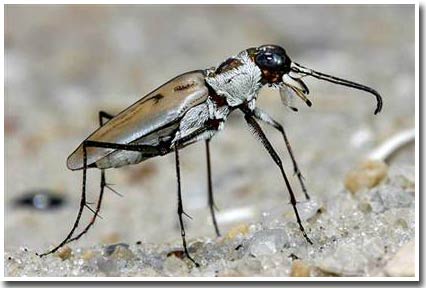 Research on evolutionary theory: Long life of beetles