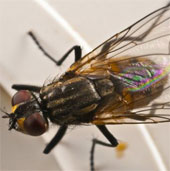 Research on flies paves the way for new ways of healing in humans