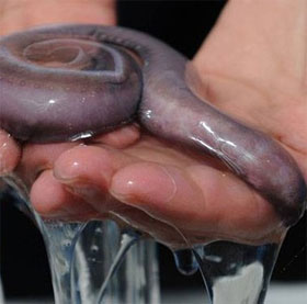 Research on making fibers from fish mucus