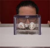 Research on misleading mice because of 'male smell'