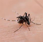 Research on the application of anti-dengue telephone