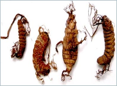 Research on treatment of insects