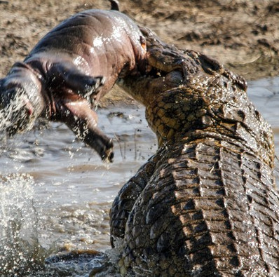 Research proves that crocodile legend