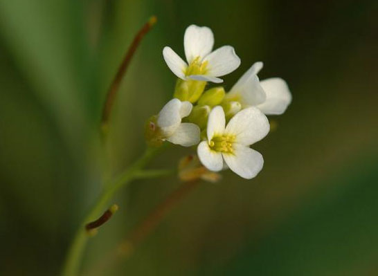 Research sheds light on the 'spring switch' of plants