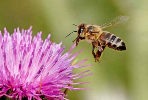 Research the bee brain to develop self-flying robots