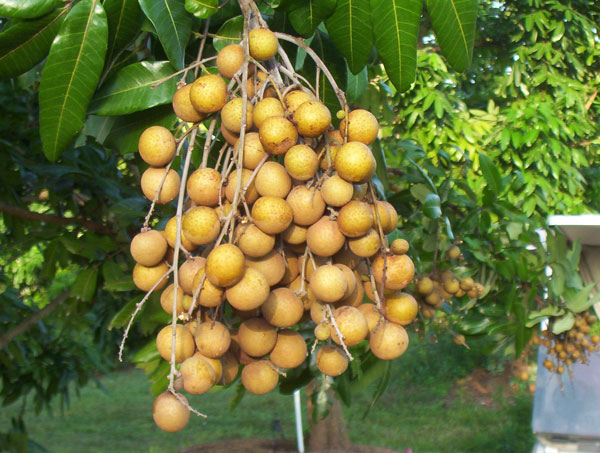 Research to increase productivity of late ripe longan variety