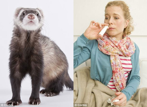 Researching ferrets, detecting the mechanism of spreading influenza through the air