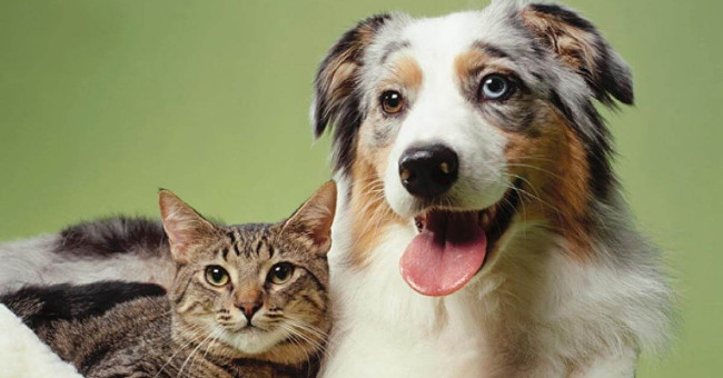 Researching neuronal cells: dogs 'twice as smart' cats