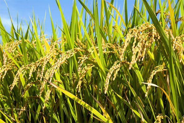Researching rice varieties adapting to climate change
