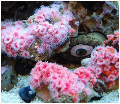 Researching scientific materials from marine organisms