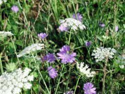 Researching vegetation of nature conservation area