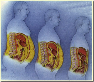 Reserve fat cells like?