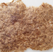 Resins made of insect wings