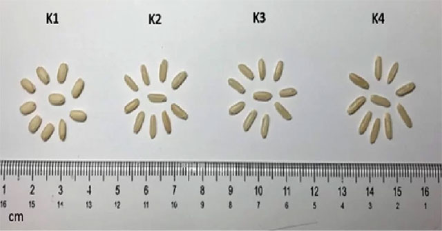 Respiratory mutation techniques to create protein-rich rice varieties