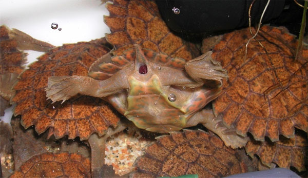 Respiratory turtle with buttocks