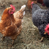 Restart studies of H5N1