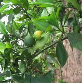 Restoration of special citrus varieties in Ninh Giang