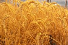 Restore precious genes from wild wheat
