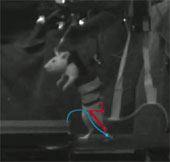 Restored in mice and will soon be tested on humans