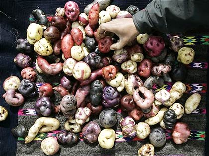 Restores ancient potato varieties