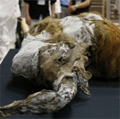 Restoring mammoths from corpses