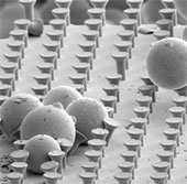Reusable and self-cleaning tape is inspired by gecko feet