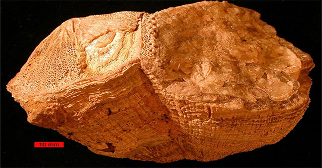 Reveal shock from strange creatures 70 million years old: Earth rotates differently than the present