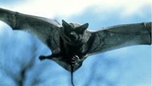 Reveal the bat's secret of flying