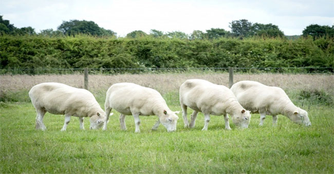 Reveal the fate of 4 Dolly sheep cloned