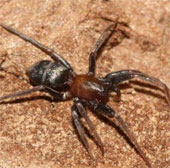 Reveal the male spider's cause of eating mates