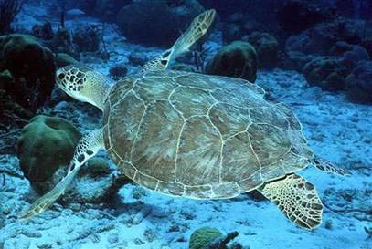 Reveal the secret hiding place of sea turtles