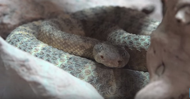 Reveal the secret inside the rattlesnake tail