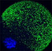 Reveal the spectacular moment of embryo formation