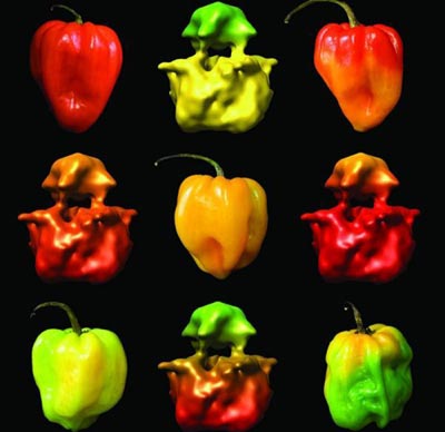 Reveal the structure of spicy sensory organs and pain
