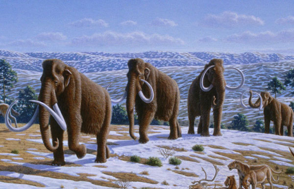 Reveal the true cause of the mammoth extinction