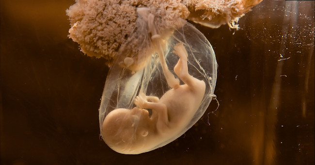 Reveal the way the human embryo is formed