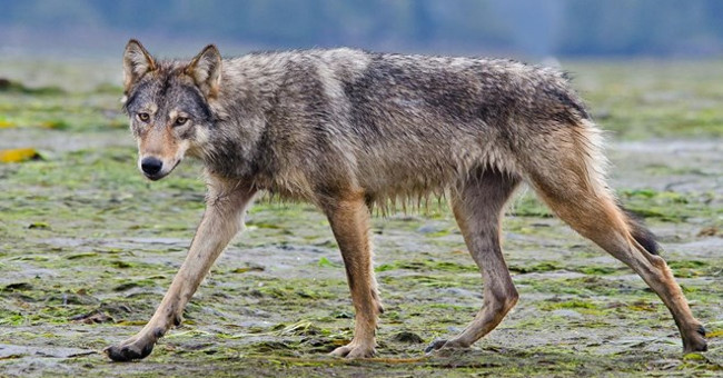 Revealed about rare wolves who know how to swim, eat seafood