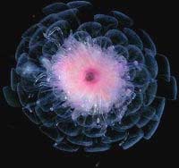 Revealed many new phytoplankton