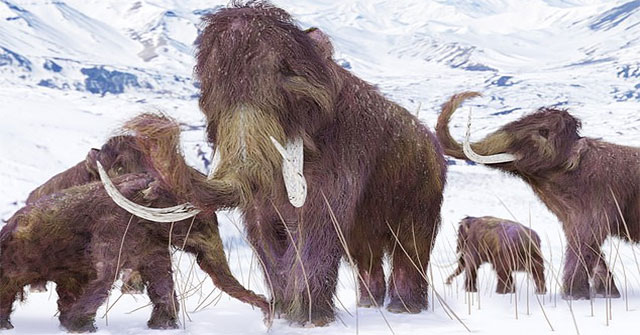 Revealing how extinct 'dodge' mammoths lived for 10,000 years