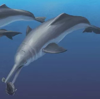 Revealing new ancestors of modern dolphins