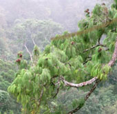 Revealing new species of pine in Vietnam, the whole world is unknown