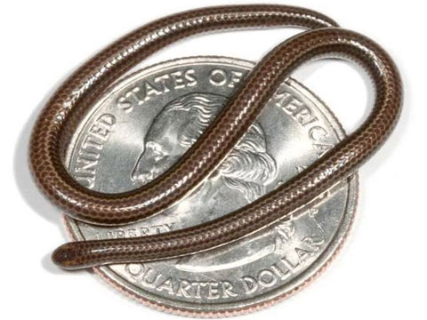 Revealing secrets of snakes
