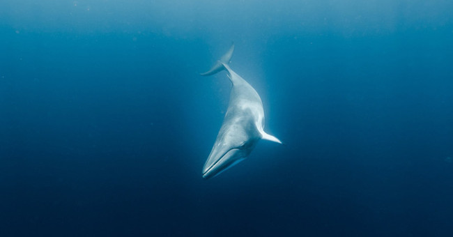 Revealing secrets to help whales dive 'super good'